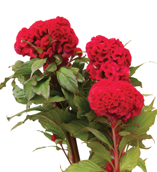 edg, edg flowers, ed dekker, celosia, Fan celosia, round celosia, flower grower ontario canada