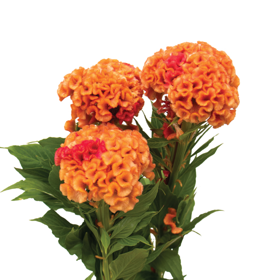 edg, edg flowers, ed dekker, celosia, Fan celosia, round celosia, flower grower ontario canada