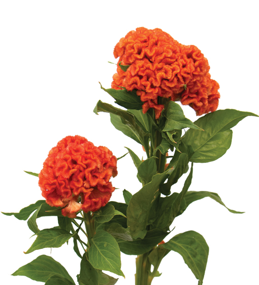 edg, edg flowers, ed dekker, celosia, Fan celosia, round celosia, flower grower ontario canada