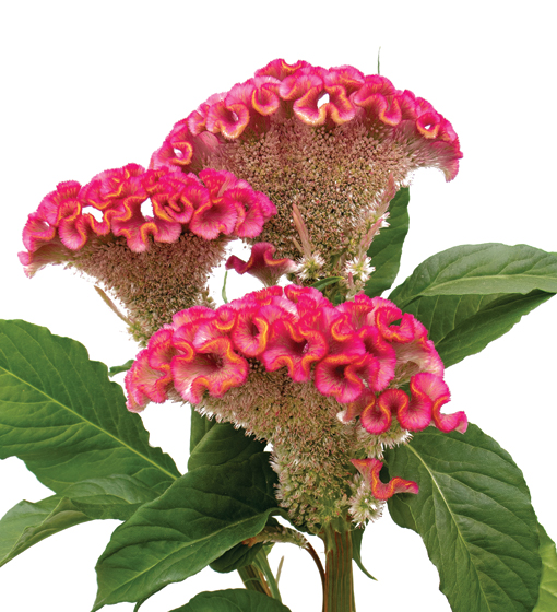 edg, edg flowers, ed dekker, celosia, Fan celosia, round celosia, flower grower ontario canada