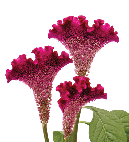 edg, edg flowers, ed dekker, celosia, Fan celosia, round celosia, flower grower ontario canada