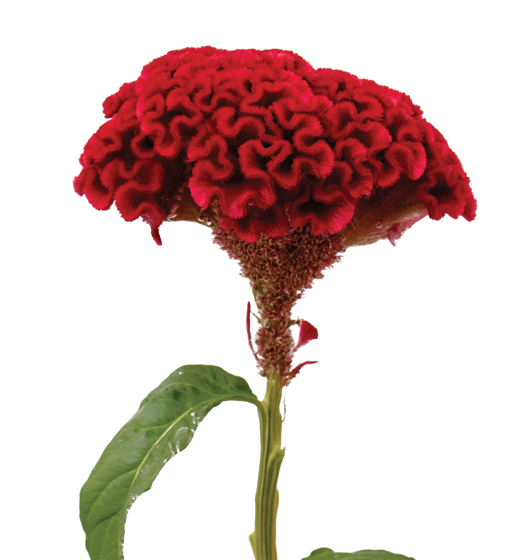 edg, edg flowers, ed dekker, celosia, Fan celosia, round celosia, flower grower ontario canada