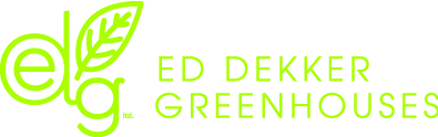 edg, edg flowers, ed dekker, celosia, Fan celosia, round celosia, flower grower ontario canada
